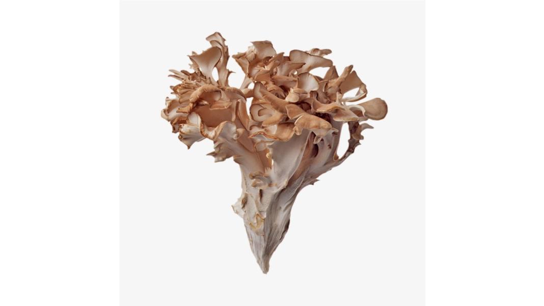 Ciuperca Maitake: De la Imunitate Puternică la Sprijin pentru Sănătatea Mentală