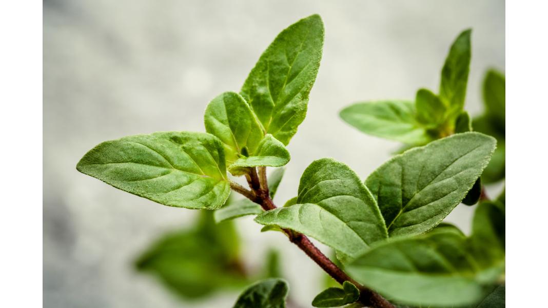 Beneficiile Uleiului Sălbatic de Oregano: Un Superaliment pentru Sănătate